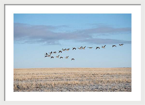 Autumn Migration Of Geese