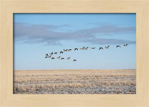 Autumn Migration Of Geese
