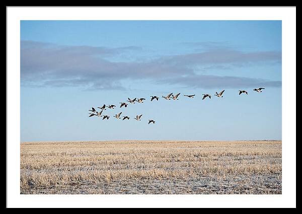 Autumn Migration Of Geese