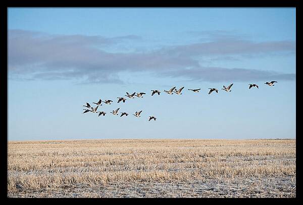Autumn Migration Of Geese