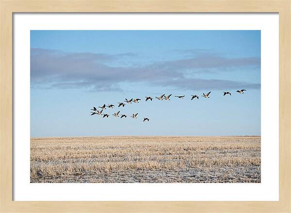 Autumn Migration Of Geese
