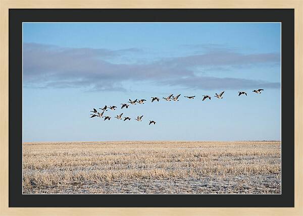 Autumn Migration Of Geese