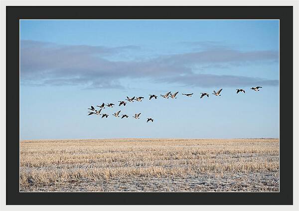 Autumn Migration Of Geese