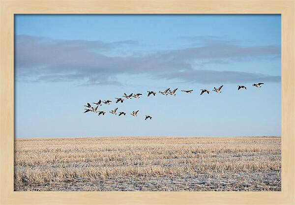 Autumn Migration Of Geese