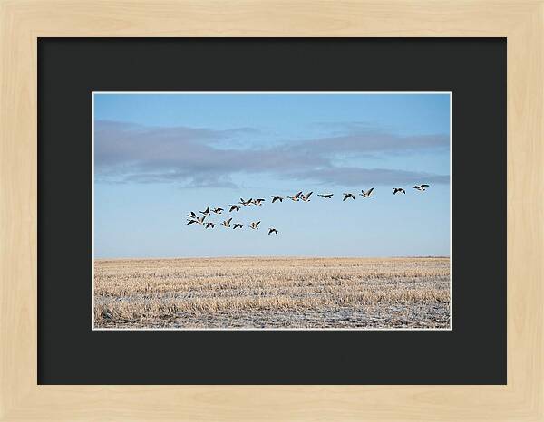 Autumn Migration Of Geese