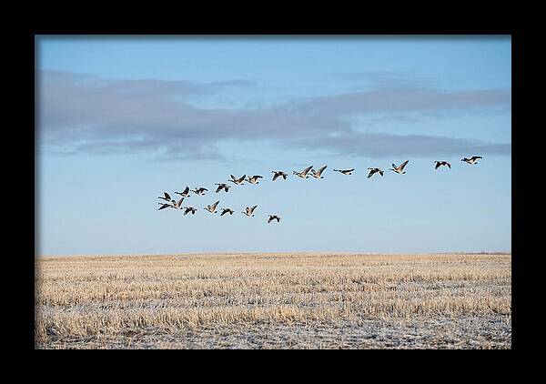 Autumn Migration Of Geese