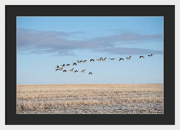 Autumn Migration Of Geese