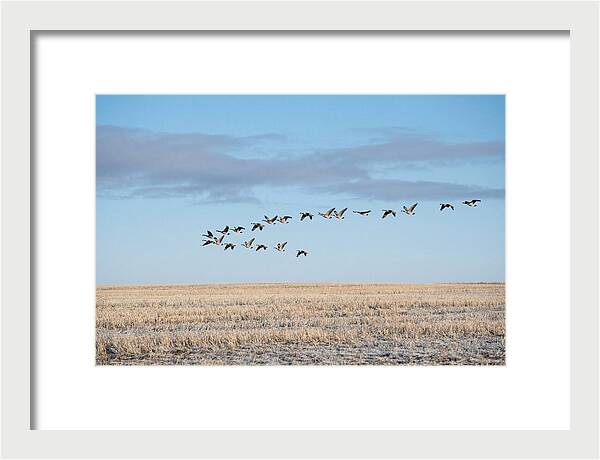 Autumn Migration Of Geese