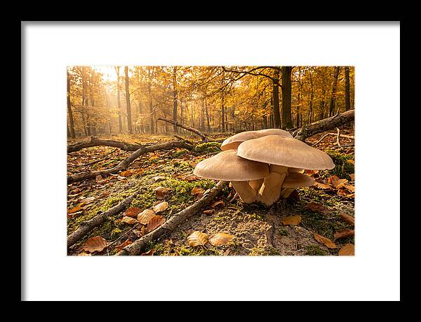 Autumn Mushroom Growth