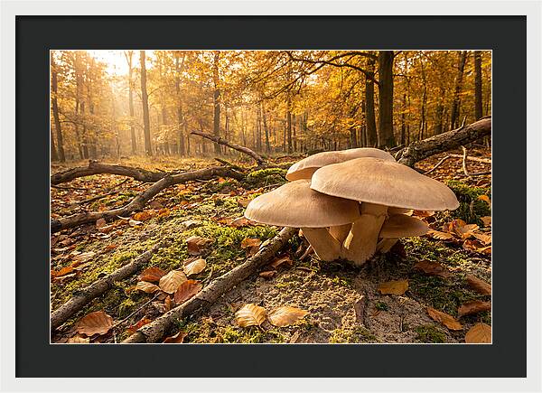 Autumn Mushroom Growth