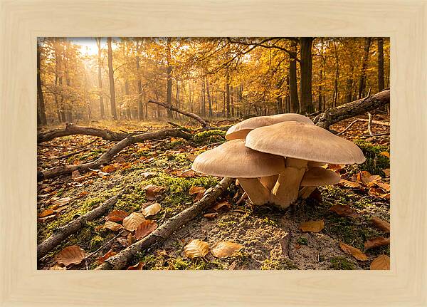Autumn Mushroom Growth