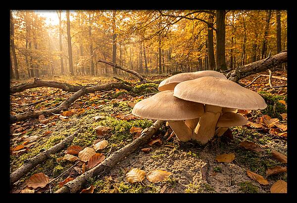 Autumn Mushroom Growth