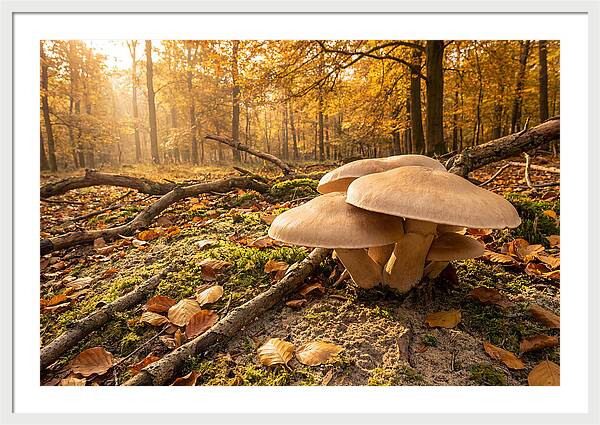 Autumn Mushroom Growth