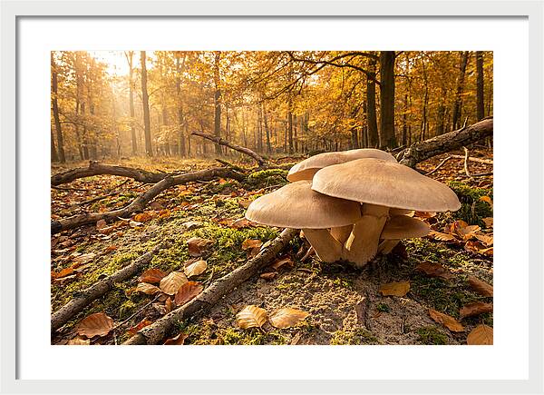 Autumn Mushroom Growth