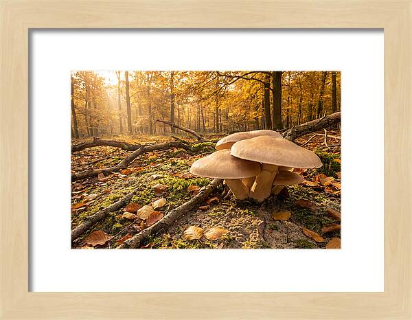 Autumn Mushroom Growth
