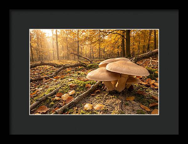 Autumn Mushroom Growth