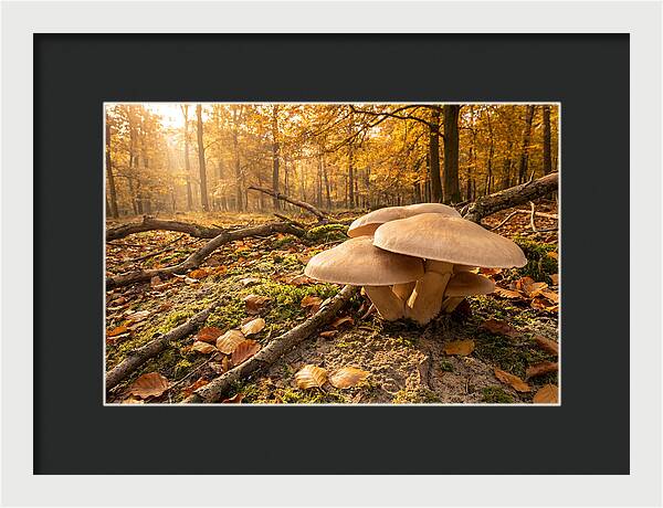 Autumn Mushroom Growth