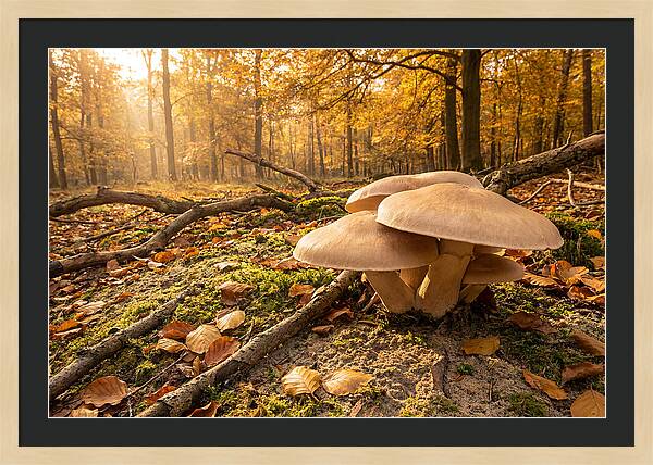 Autumn Mushroom Growth