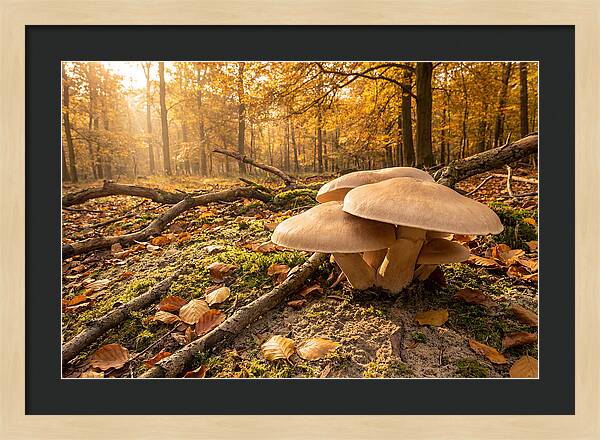 Autumn Mushroom Growth