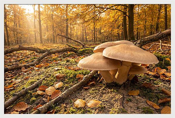 Autumn Mushroom Growth