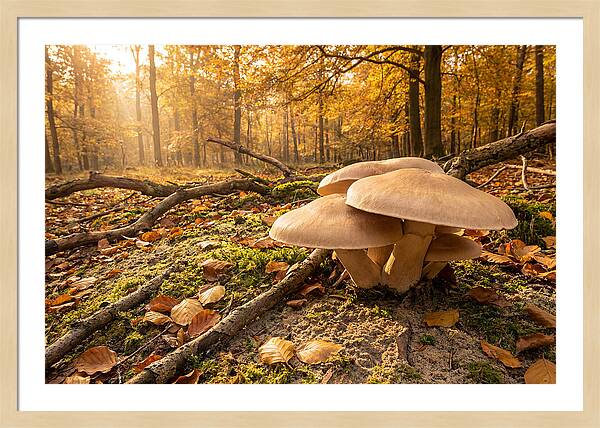 Autumn Mushroom Growth
