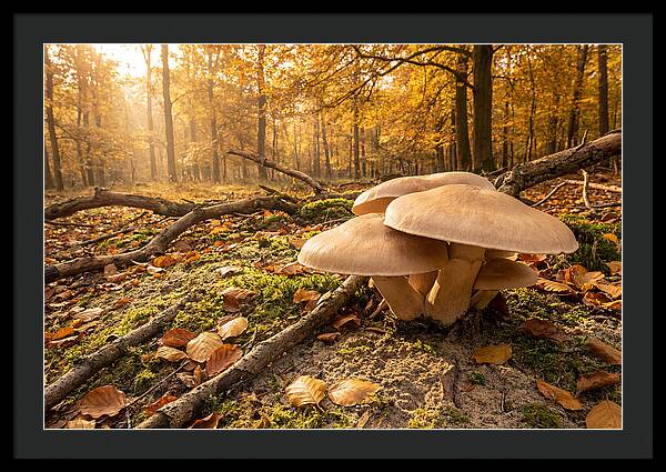 Autumn Mushroom Growth
