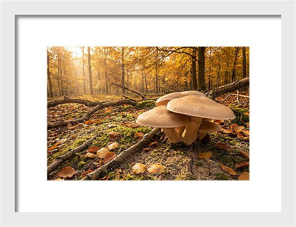 Autumn Mushroom Growth