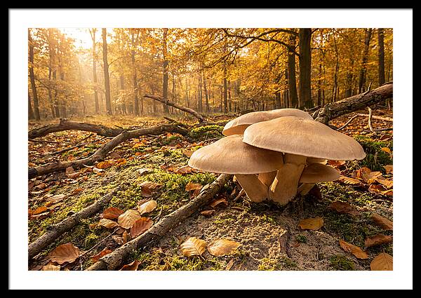 Autumn Mushroom Growth