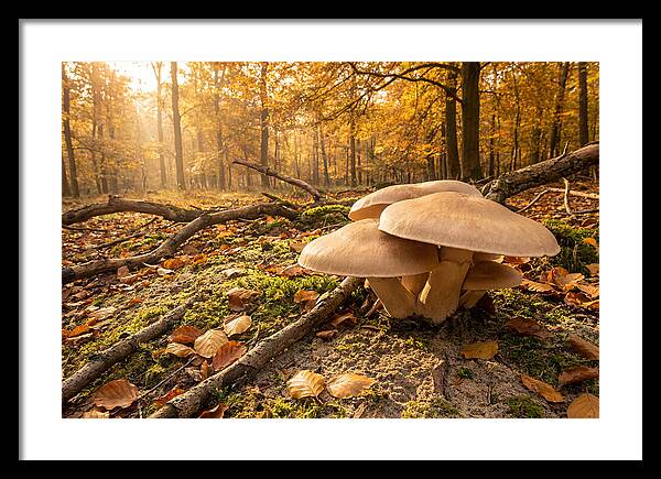 Autumn Mushroom Growth