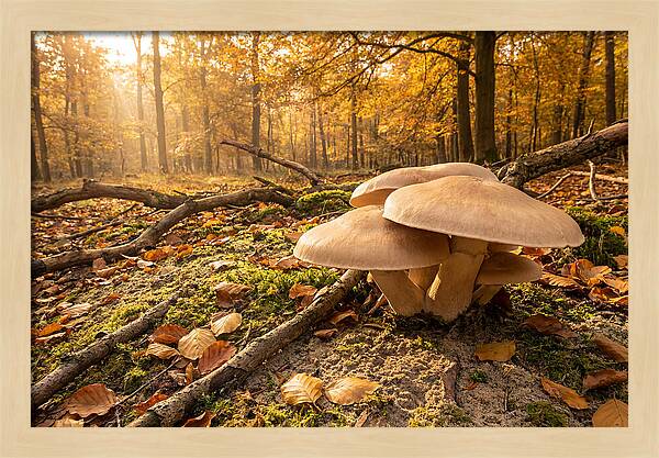 Autumn Mushroom Growth