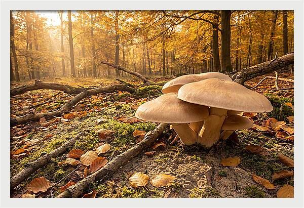 Autumn Mushroom Growth