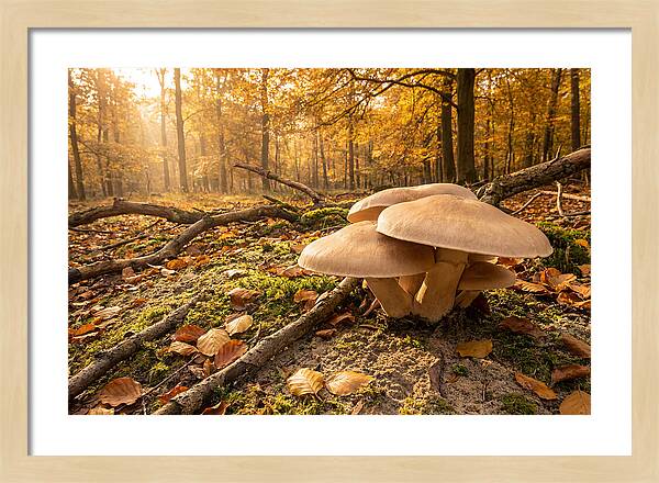 Autumn Mushroom Growth