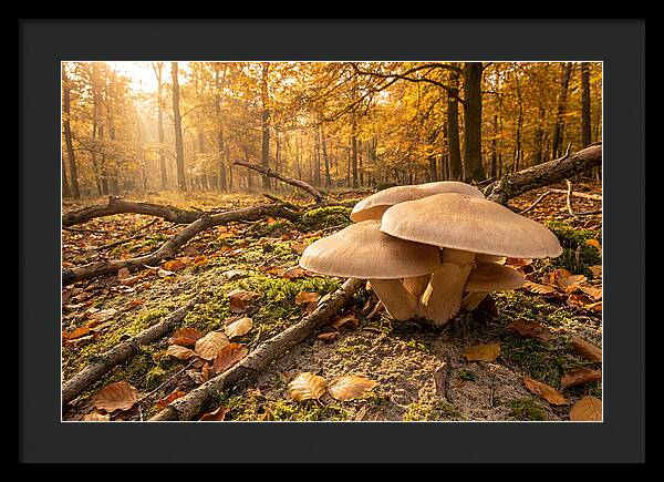 Autumn Mushroom Growth