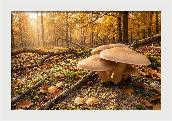 Autumn Mushroom Growth