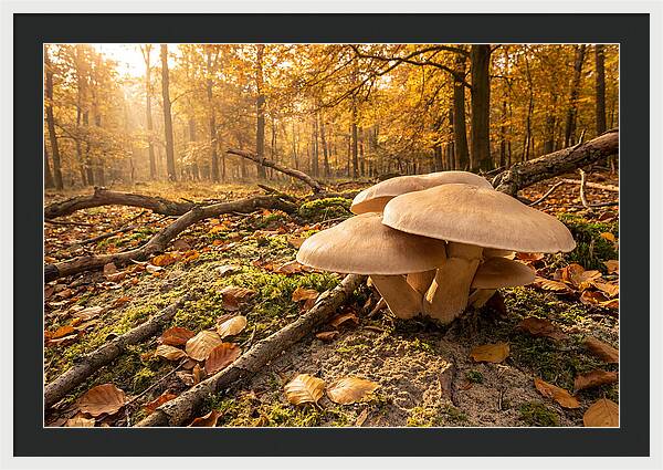 Autumn Mushroom Growth
