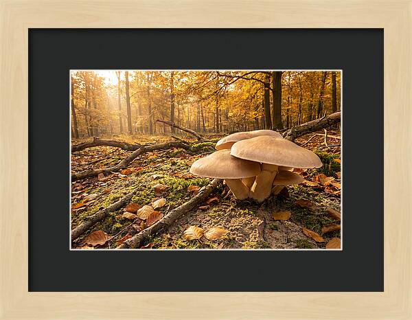 Autumn Mushroom Growth