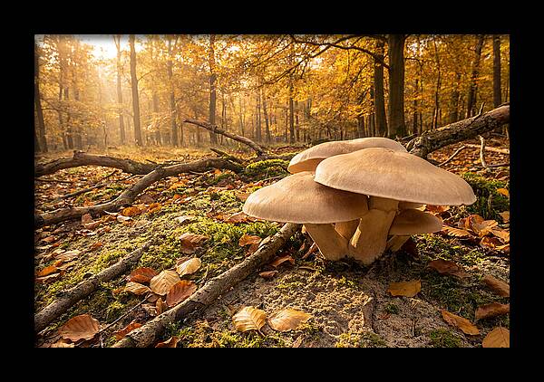 Autumn Mushroom Growth