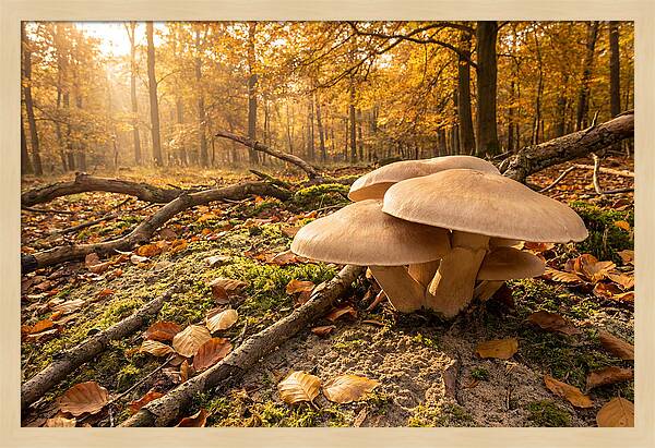 Autumn Mushroom Growth