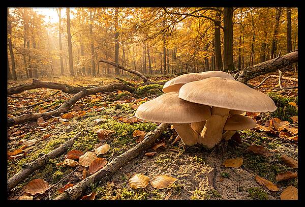 Autumn Mushroom Growth