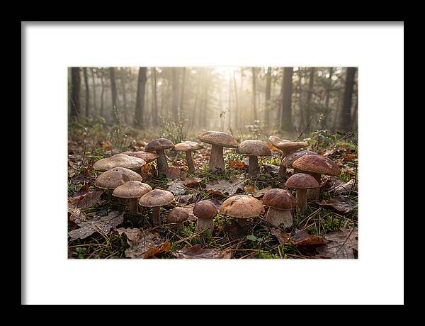 Autumn Mushroom Ring In Dewy Forest