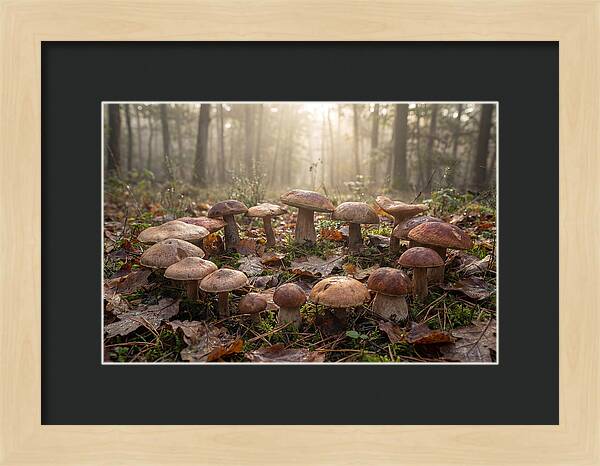 Autumn Mushroom Ring In Dewy Forest