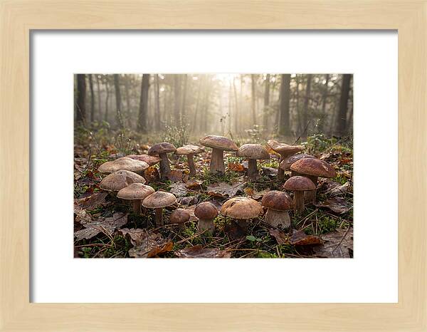Autumn Mushroom Ring In Dewy Forest