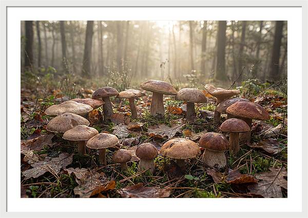Autumn Mushroom Ring In Dewy Forest