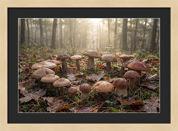 Autumn Mushroom Ring In Dewy Forest