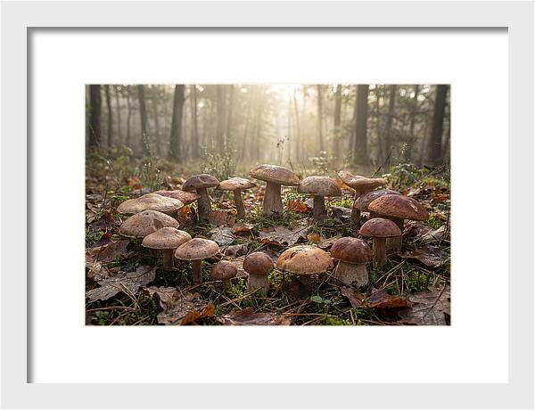 Autumn Mushroom Ring In Dewy Forest