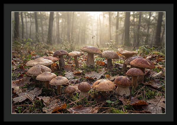 Autumn Mushroom Ring In Dewy Forest