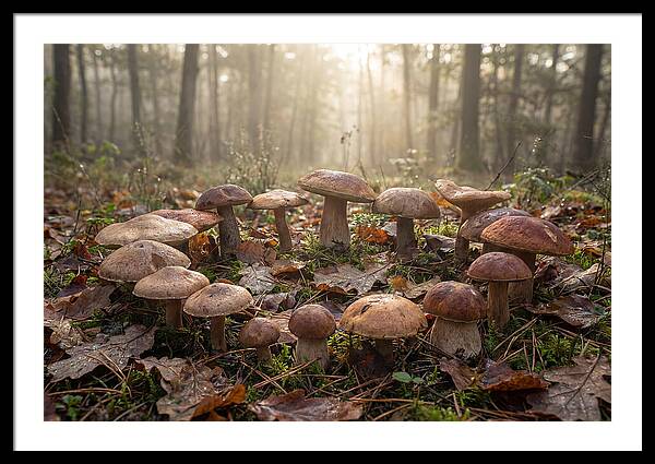 Autumn Mushroom Ring In Dewy Forest