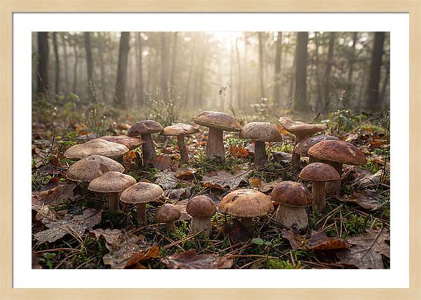 Autumn Mushroom Ring In Dewy Forest
