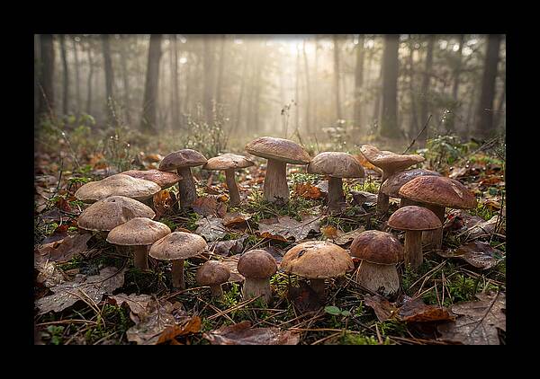 Autumn Mushroom Ring In Dewy Forest