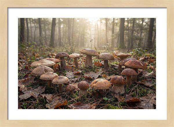 Autumn Mushroom Ring In Dewy Forest